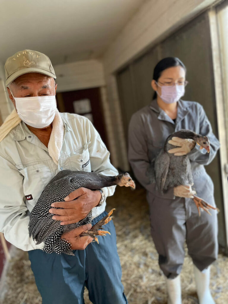 我が子のようにほろほろ鳥のお世話をする飼育員さん