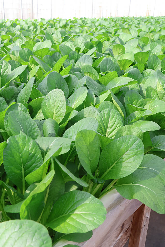 水耕栽培ですくすくと育った小松菜。えぐみが少なく、食べやすい