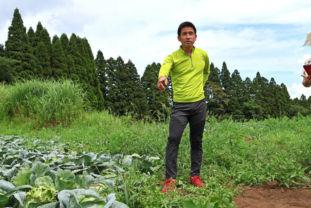 しっかりと土作りをした畑は、多少雑草があってもキャベツがすくすくと育っています