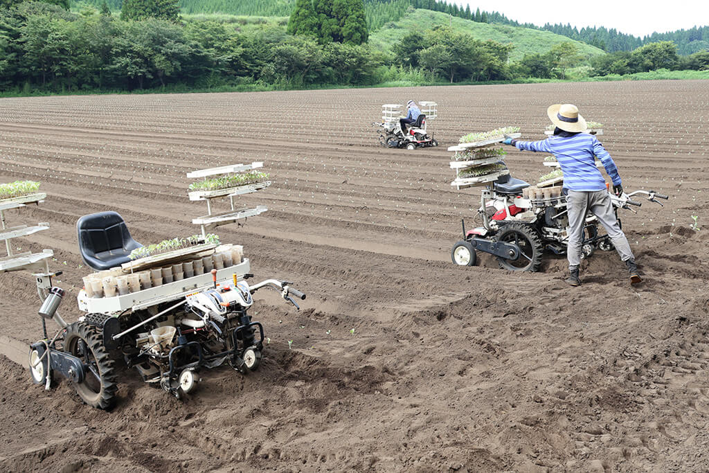 機械を巧みに操り、キャベツの苗の植え付けを行います