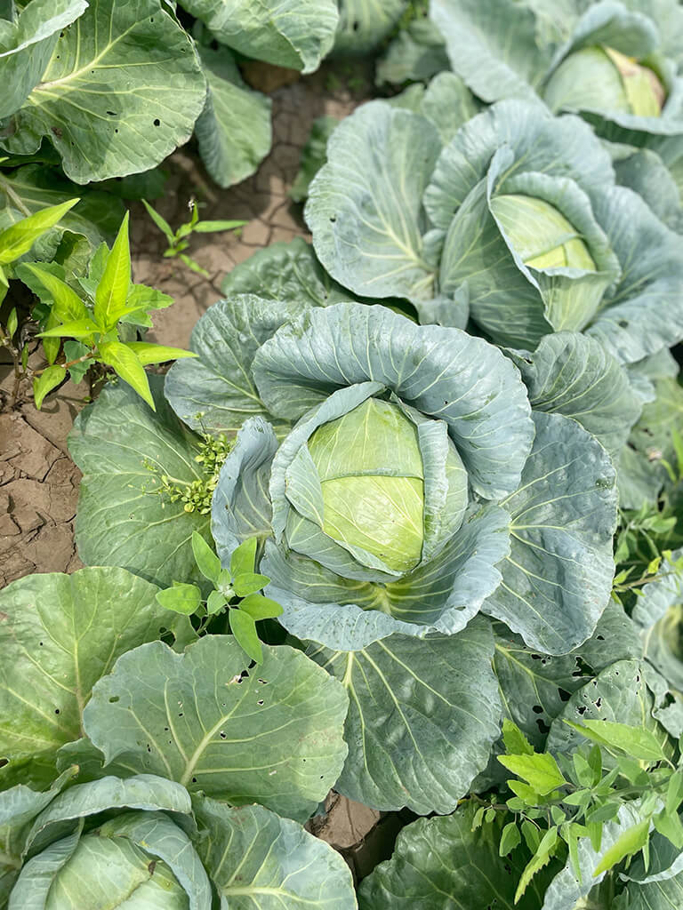 夏場でもキャベツが大きく立派に育っています